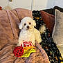 dog, white_dog, toy, red_ball, popcorn_toy, blanket, pink_blanket, couch, cushion, brown_cushion, gray_cushion, patterned_throw, indoor, pet, fluffy, small_dog, relaxed, cozy, living_room, home