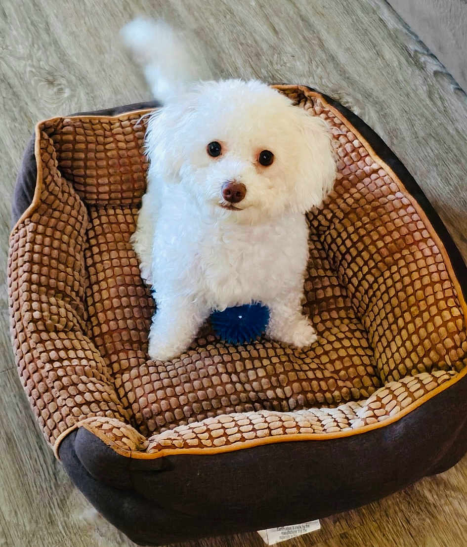 Soju is registered to the contest to win money with this photo: dog, white_dog, pet, dog_bed, toy, blue_ball, curious, fluffy, indoor, cozy, wood_floor, small_dog, cute, looking_up, companion, animal, domestic, furry, playful, resting