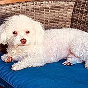 Soju joined the competition — help win amazing prizes! dog, white_dog, fluffy, curly_fur, cushion, blue_cushion, wicker_chair, woven_texture, wooden_furniture, indoor, pet, resting, lying_down, cozy, furniture, home, animal, cute, small_dog, relaxed