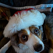 Stella joined the competition — help win amazing prizes! dog, santa_hat, pet, animal, cute, holiday, christmas, fluffy, fur, brown, white, black, indoor, closeup, face, eyes, nose, mammal, canine, adorable