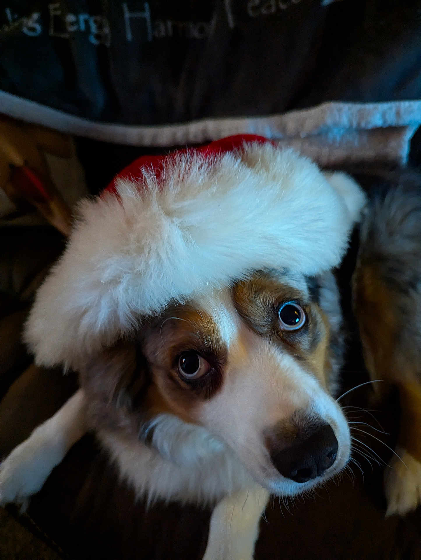 Stella