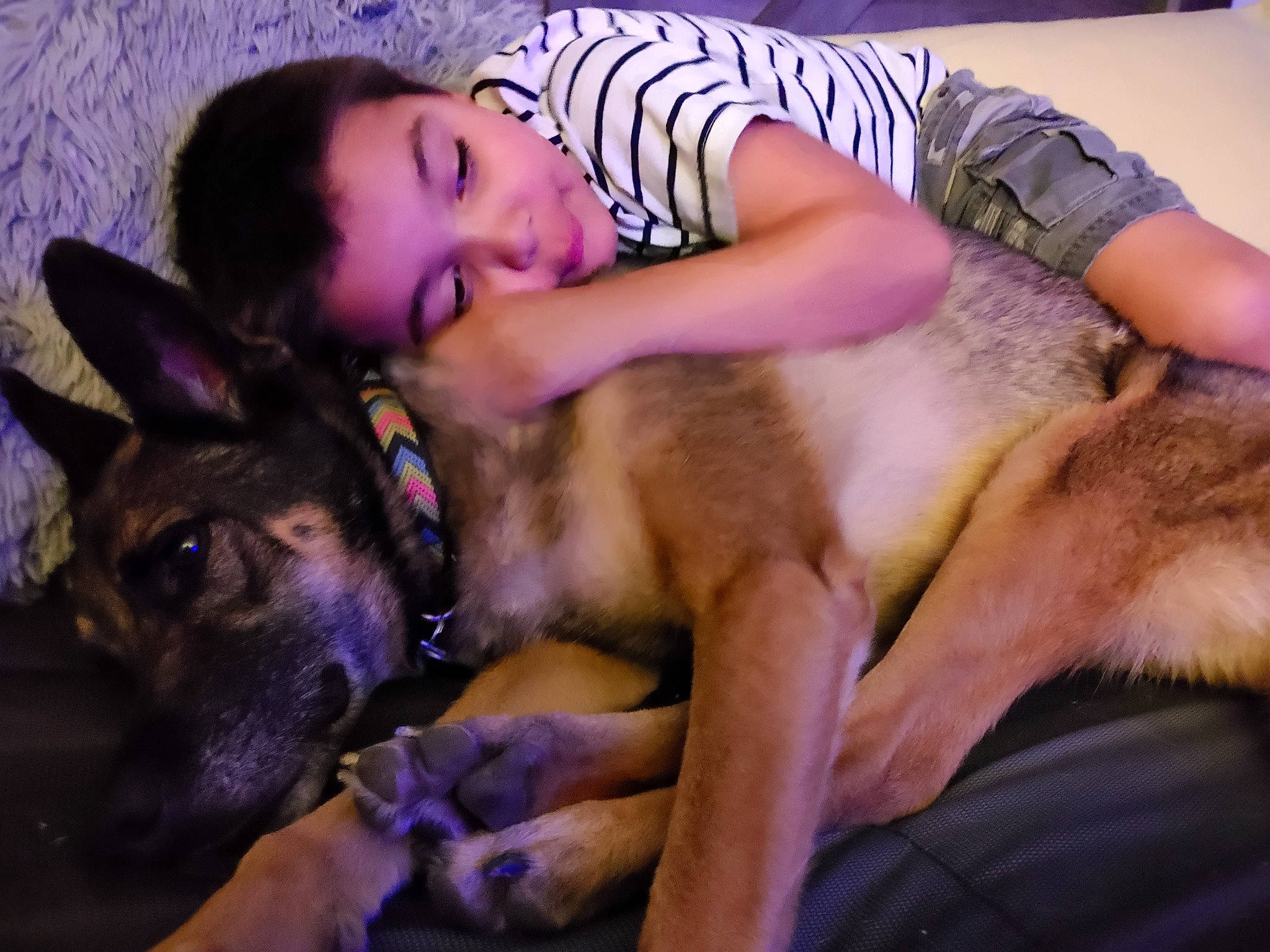 Donald is registered to the contest to win money with this photo: barechested, canidae, carnivore, comfort, companion_dog, couch, dog, dog_breed, fawn, fun, fur, german_shepherd_dog, human_leg, lap, muscle, person, purple, sitting, snout, sporting_group