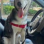 Luna is registered to the contest to win money with this photo: dog, husky, blue_eyes, tongue_out, red_harness, collar, car_interior, steering_wheel, car_seat, window, urban_background, leash, pet, sitting, happy, canine, animal, vehicle, daylight, closeup