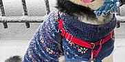 Luna is registered to the contest to win money with this photo: husky, dog, snow, winter, sweater, red_harness, blue_glove, leash, happy, tongue_out, sitting, outdoor, cold, pet, animal, fur, paw_prints, black_white_fur, fence, playful