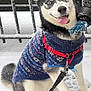husky, dog, snow, winter, sweater, red_harness, blue_glove, leash, happy, tongue_out, sitting, outdoor, cold, pet, animal, fur, paw_prints, black_white_fur, fence, playful
