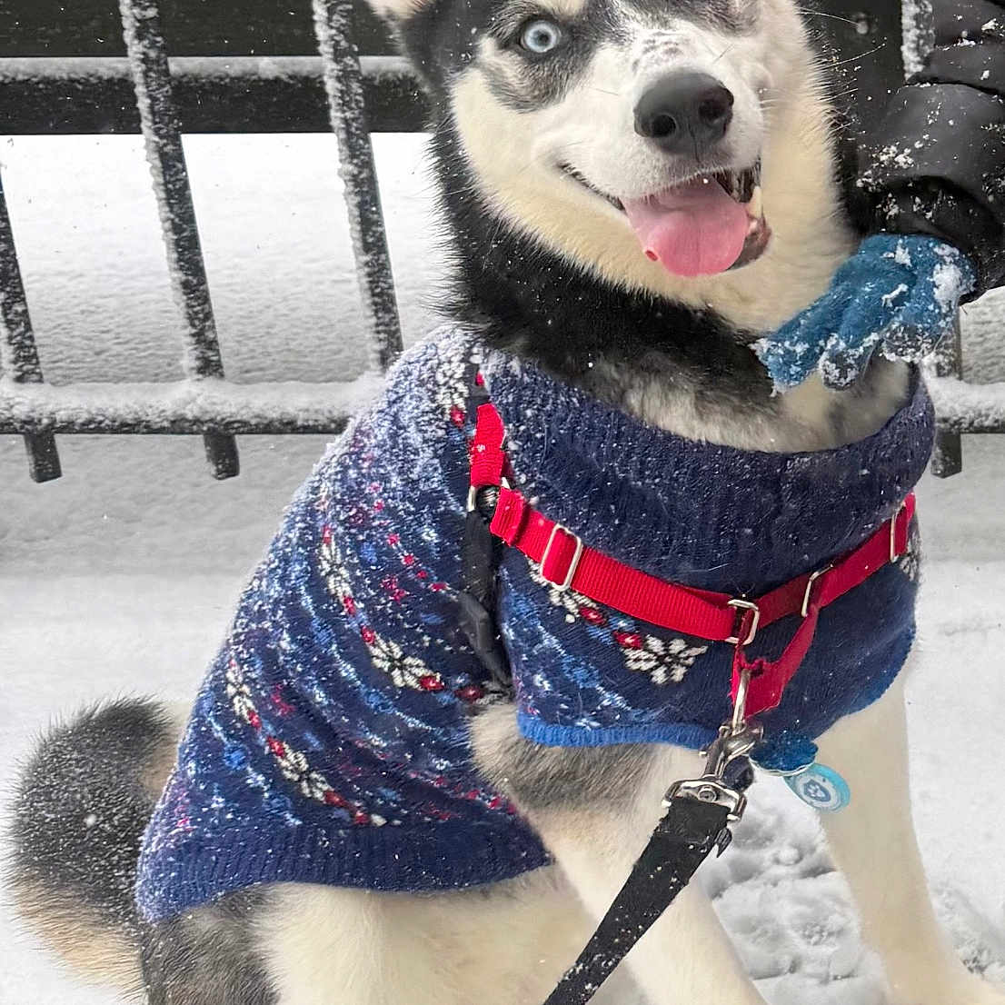 Luna is registered to the contest to win money with this photo: animal, black_white_fur, blue_glove, cold, dog, fence, fur, happy, husky, leash, outdoor, paw_prints, pet, playful, red_harness, sitting, snow, sweater, tongue_out, winter