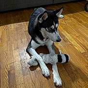 Luna joined the competition — help win amazing prizes! dog, husky, indoor, wooden_floor, plush_toy, raccoon_toy, pet, animal, black_and_white, canine, floor, couch, resting, paws, fur, looking_away, domestic, companion, toy, home