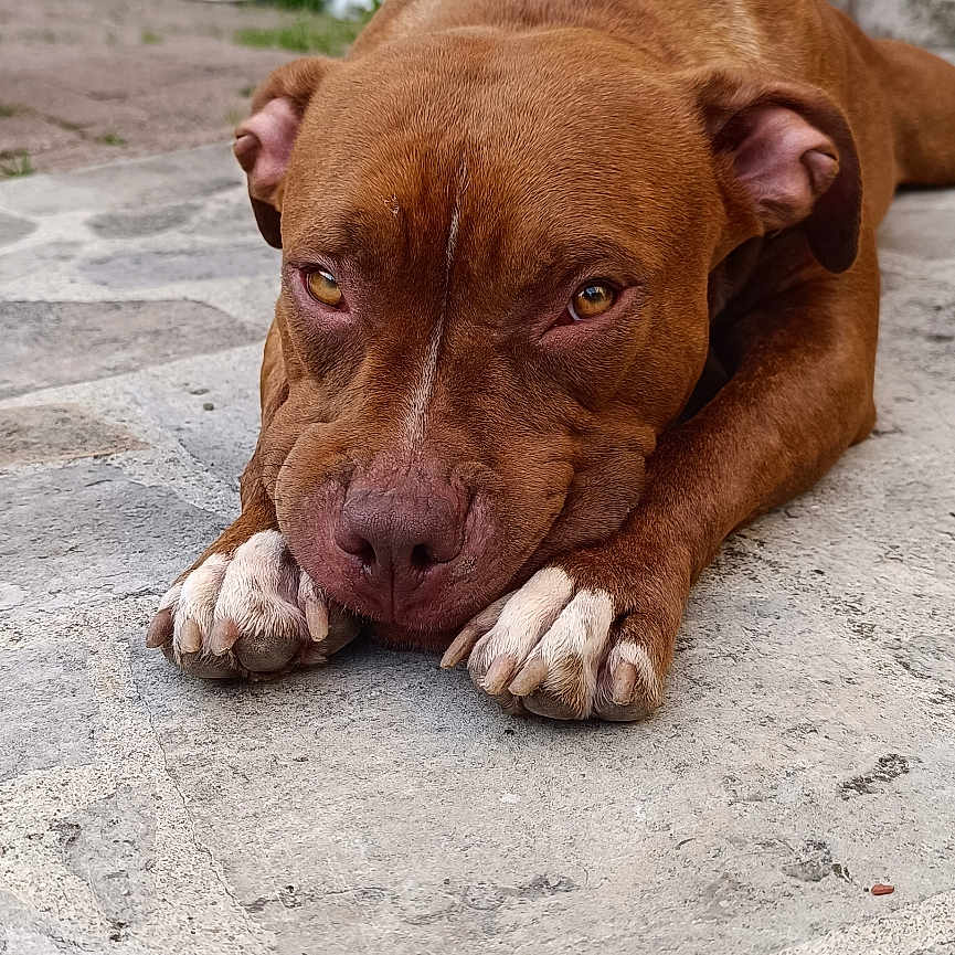 Ulhan a rejoint le concours — aidez-le/la à gagner de superbes lots ! animal, boxer, bulldog, canine, dog, flagstone, frenchbulldog, handrail, hound, labradorretriever, machine, path, pet, pitbull, pointer, puppy, snout, spoke, walkway, wood