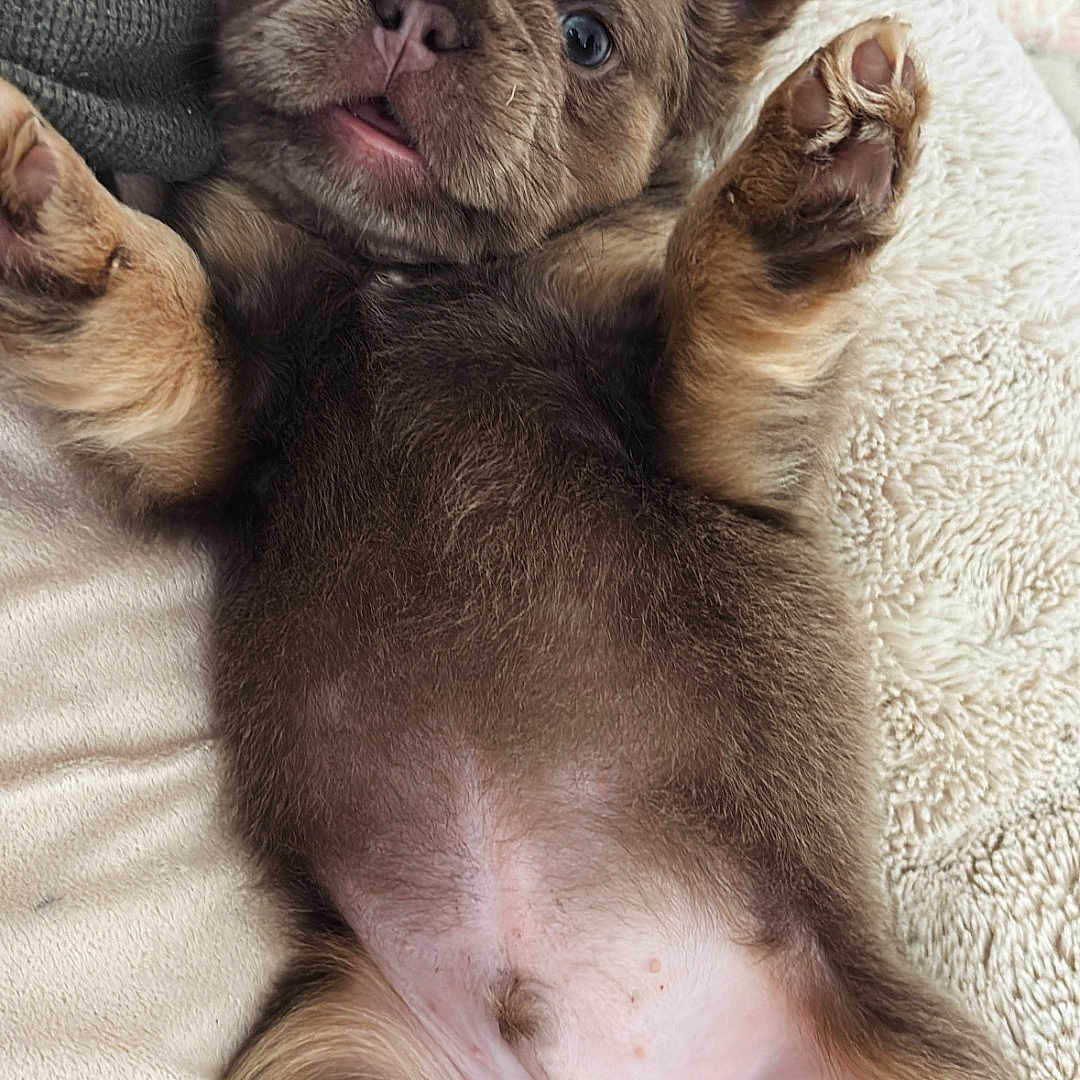 Eskrō joined the competition — help win amazing prizes! adorable, animal, blanket, blue_eyes, closeup, cushion, cute, dog, ears, fur, indoor, lying_down, mammal, paws, pet, puppy, resting, snout, soft_texture, young