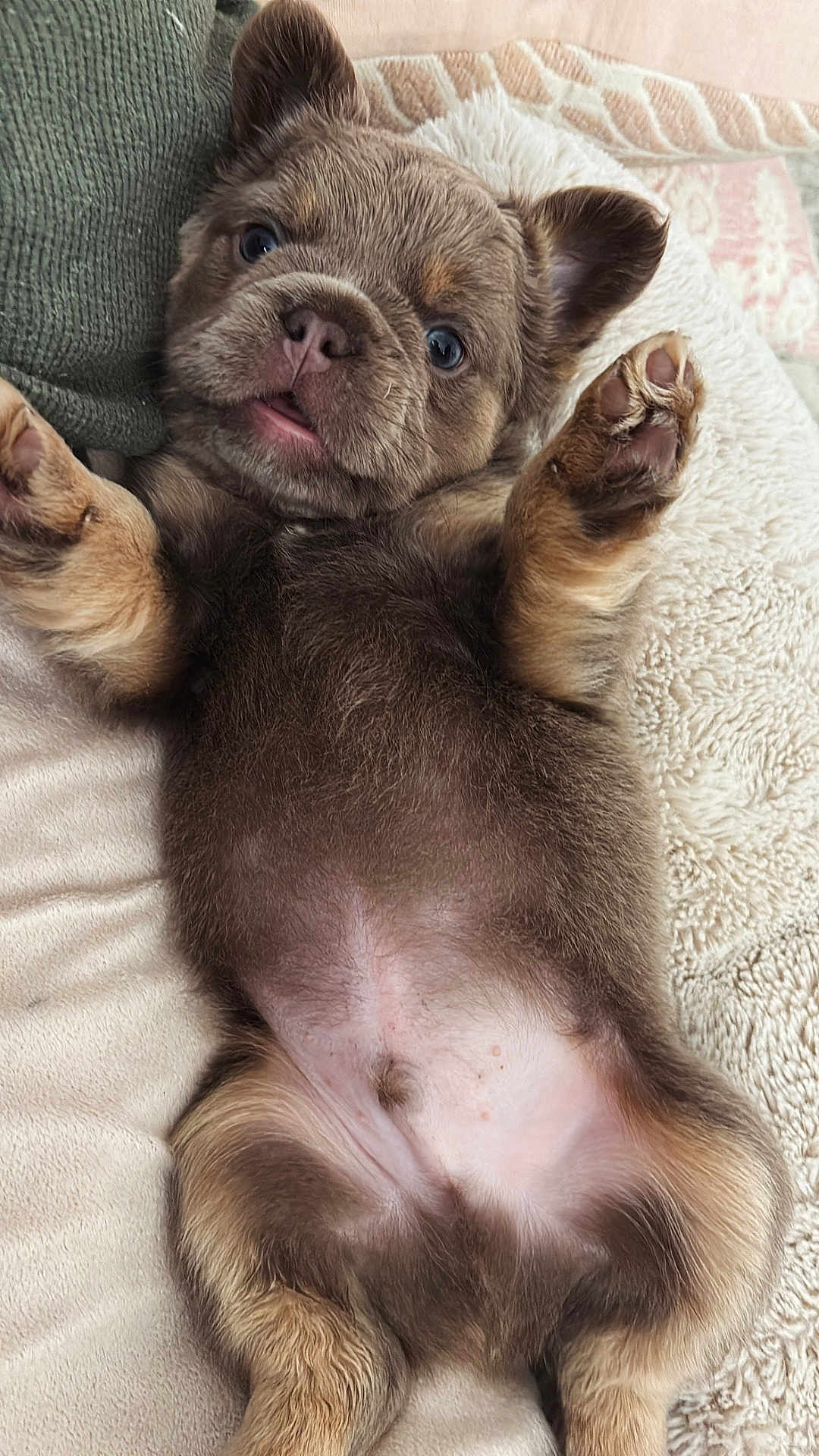 Eskrō joined the competition — help win amazing prizes! adorable, animal, blanket, blue_eyes, closeup, cushion, cute, dog, ears, fur, indoor, lying_down, mammal, paws, pet, puppy, resting, snout, soft_texture, young