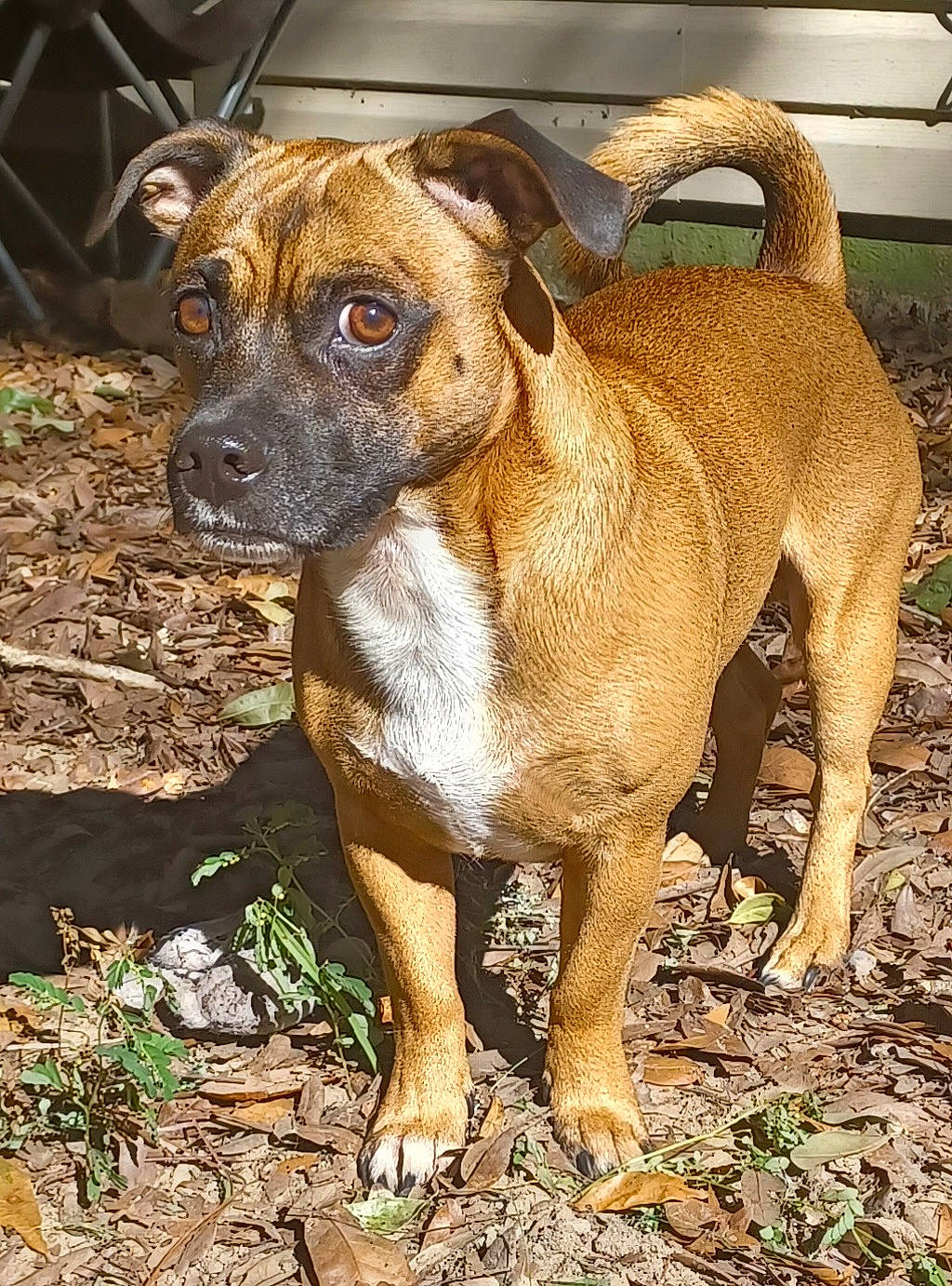 Chew Pac joined the competition — help win amazing prizes! ancient_dog_breeds, canidae, carnivore, collar, companion_dog, dog, dog_breed, dog_collar, fawn, guard_dog, liver, molosser, pet_supply, snout, sporting_group, terrestrial_animal, whiskers, working_animal, working_dog, wrinkle