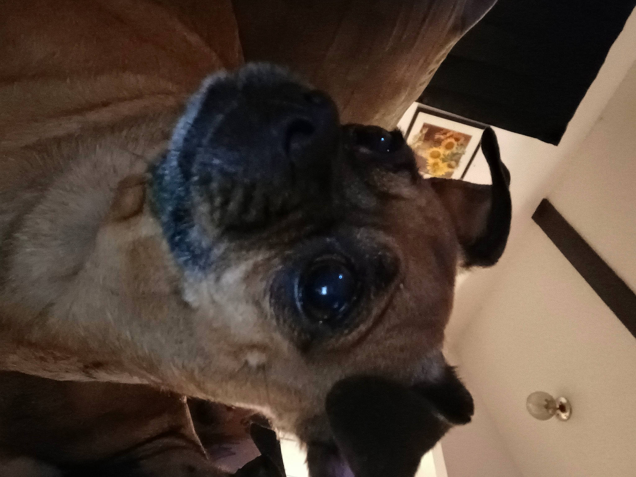 Lilly is registered to the contest to win money with this photo: canidae, carnivore, collar, companion_dog, dog, dog_breed, ear, eye, fawn, fur, mammal, paw, pet_supply, pug, puppy, sporting_group, terrestrial_animal, toy_dog, whiskers, working_animal