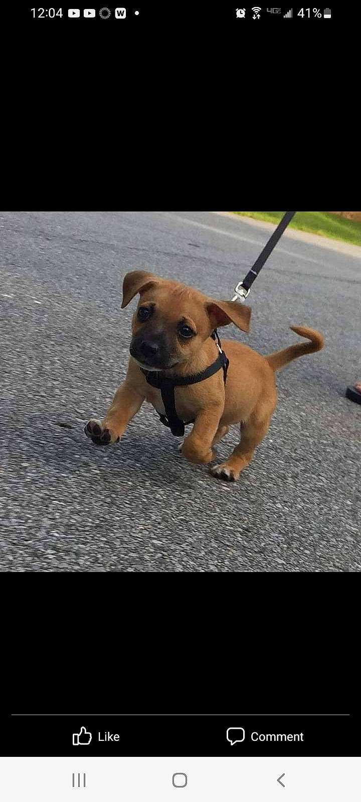 Biggy Paws is registered to the contest to win money with this photo: canidae, carnivore, collar, companion_dog, dog, dog_breed, dog_collar, dog_supply, dog_walking, fashion_accessory, fawn, leash, paw, pet_supply, road_surface, snout, tail, toy_dog, working_animal, working_dog