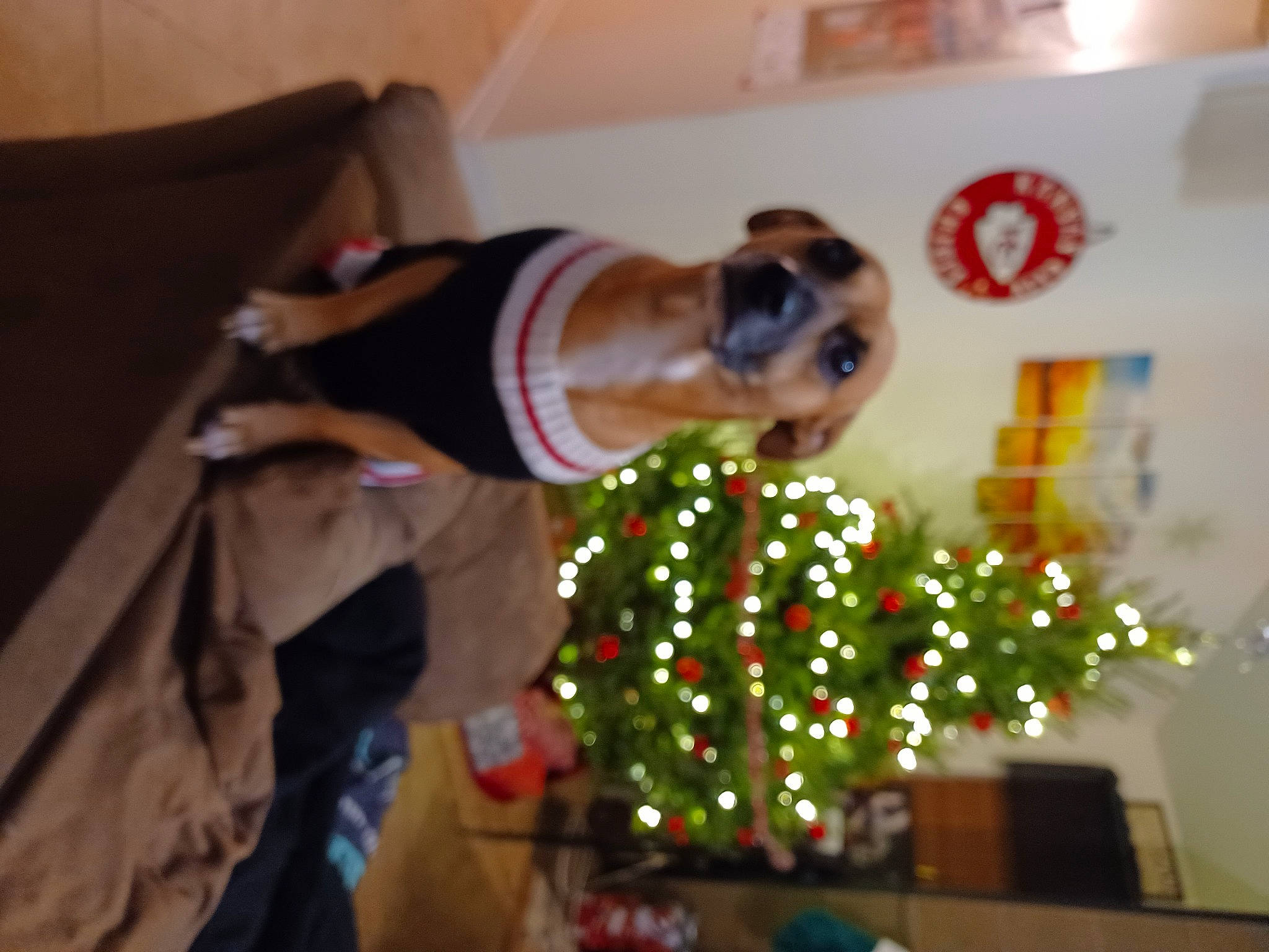 Biggy Paws joined the competition — help win amazing prizes! christmas_decoration, christmas_ornament, christmas_tree, event, fir, floral_design, floristry, fun, holiday, holiday_ornament, houseplant, interior_design, ornament, plant, room, tradition, tree