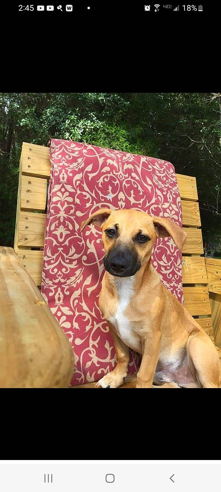 Biggy Paws is registered to the contest to win money with this photo: art, canidae, carnivore, companion_dog, dog, dog_breed, fawn, linens, painting, pattern, picture_frame, plant, rectangle, snout, sporting_group, terrestrial_animal, tree, whiskers, wildlife, wood