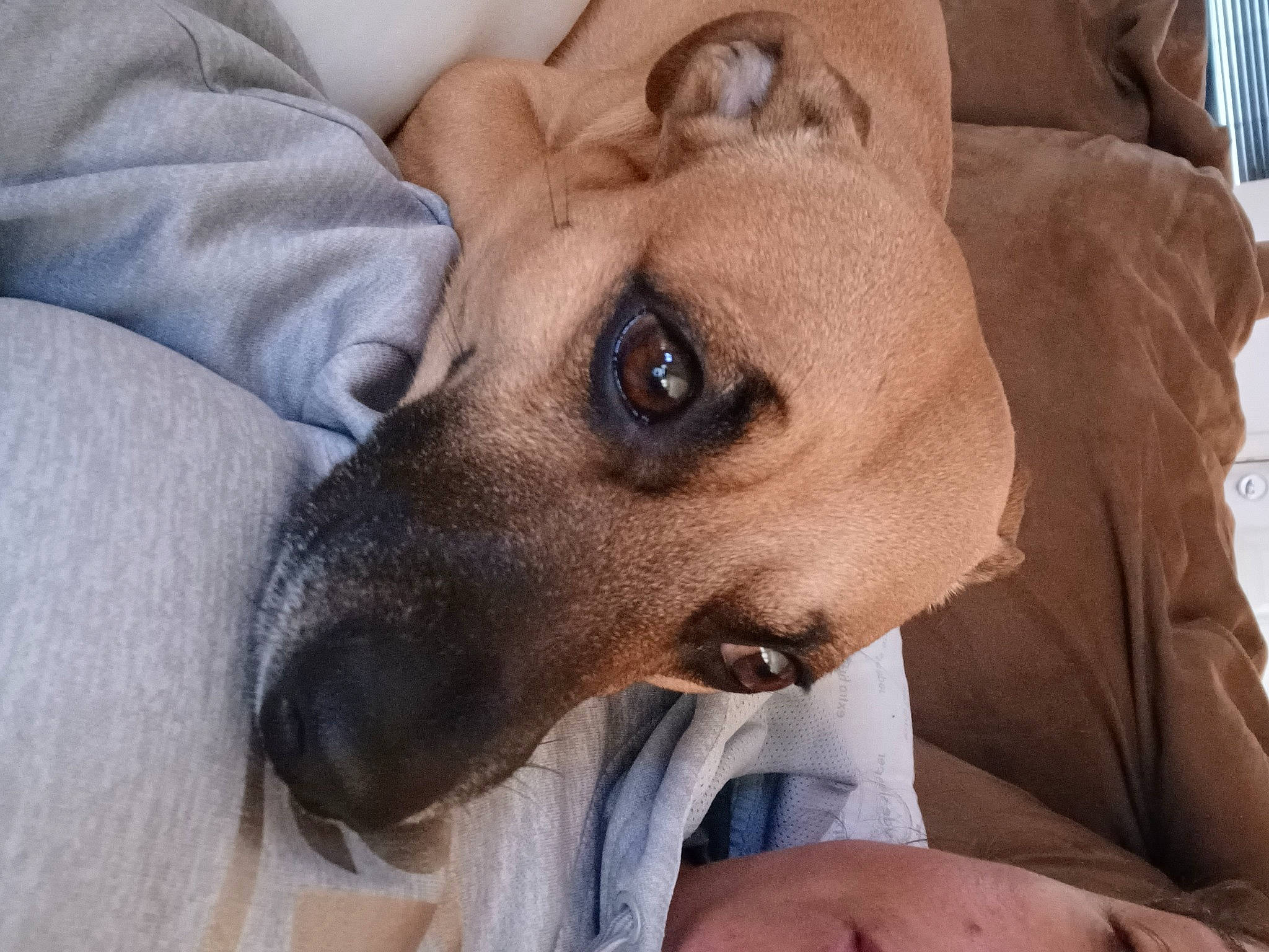 Biggy Paws joined the competition — help win amazing prizes! canidae, carnivore, collar, comfort, companion_dog, dog, dog_breed, dog_supply, ear, fawn, fur, jaw, selfie, smile, snout, sporting_group, terrestrial_animal, toy_dog, whiskers, working_animal