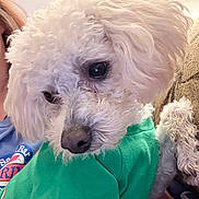 Scrappy joined the competition — help win amazing prizes! dog, white_dog, fluffy, pet, green_shirt, indoor, close_up, couch, person, fur, cute, small_dog, eyes, nose, animal, portrait, holding, relaxed, companion, home