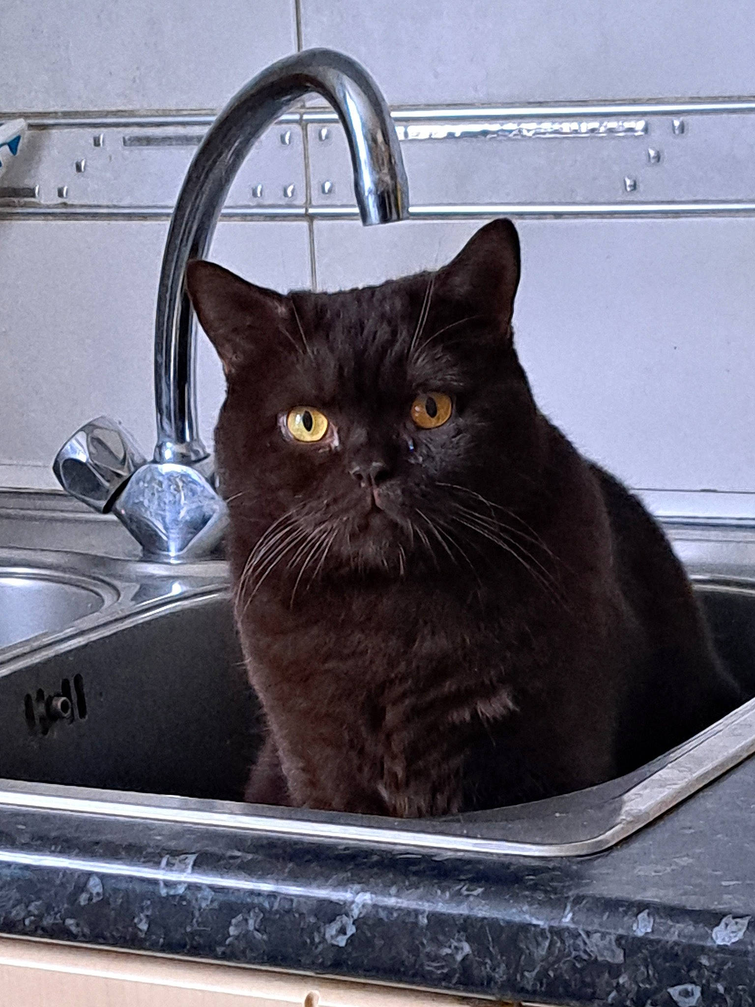 Pookie is registered to the contest to win money with this photo: black_cat, bombay, carnivore, cat, domestic_short_haired_cat, felidae, fur, gas, grey, kitchen_sink, motor_vehicle, plumbing, plumbing_fixture, sink, small_to_medium_sized_cats, snout, tail, tap, whiskers, windshield