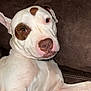 dog, white_dog, brown_patch, couch, pet, animal, canine, relaxed, indoors, closeup, portrait, friendly, fur, ears, nose, paw, companion, domestic_animal, cute, looking