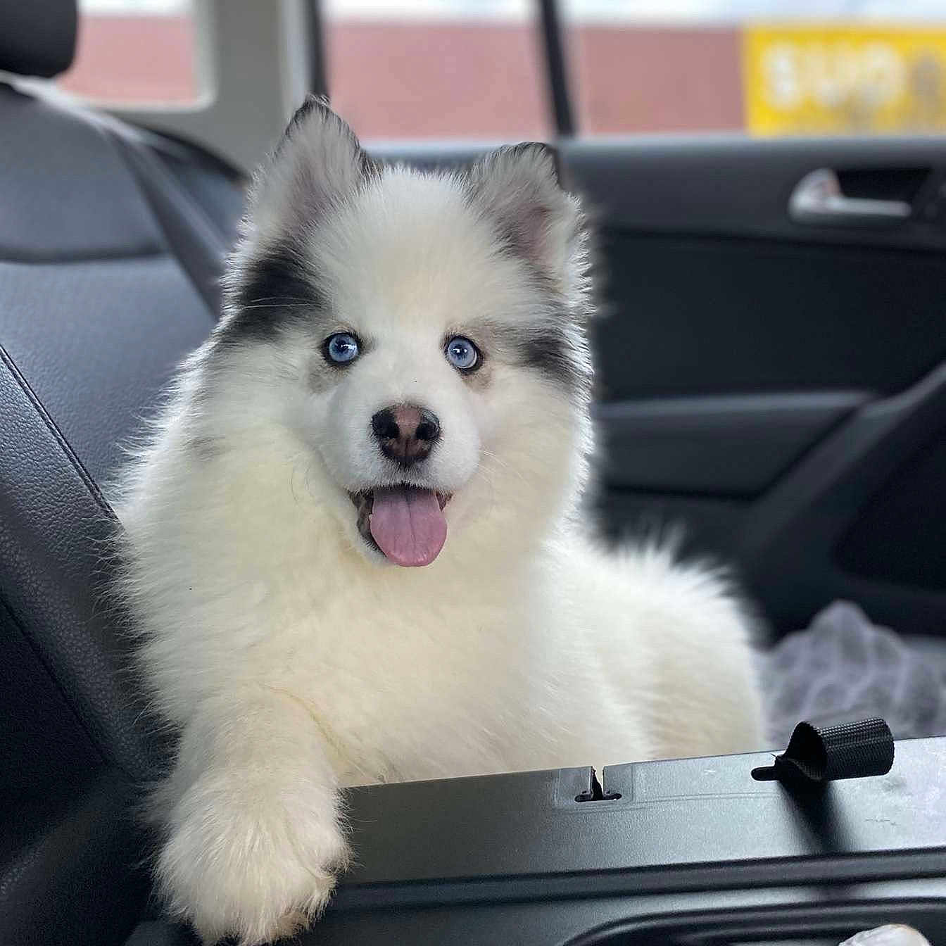 Aston participe au concours pour gagner de l'argent avec cette photo : animal_face, blue_eyes, car_door, car_interior, companion, cute, dog, domestic_animal, fluffy, gray_fur, happy, indoor, pet, puppy, seat, seatbelt_slot, tongue_out, white_fur, window, young_dog