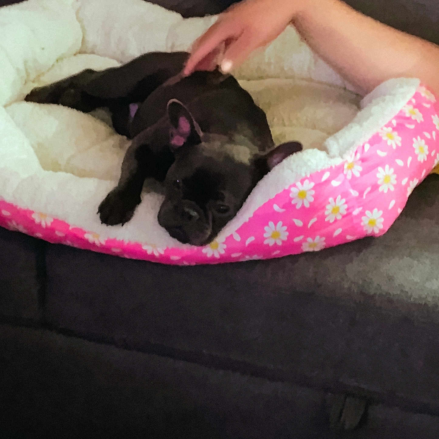 Bella is registered to the contest to win money with this photo: animal, arm, bed, black_dog, canine, comfort, couch, cozy, dog, domestic, floral_pattern, hand, indoor, pet, pink, relaxation, resting, sleepy, soft, white