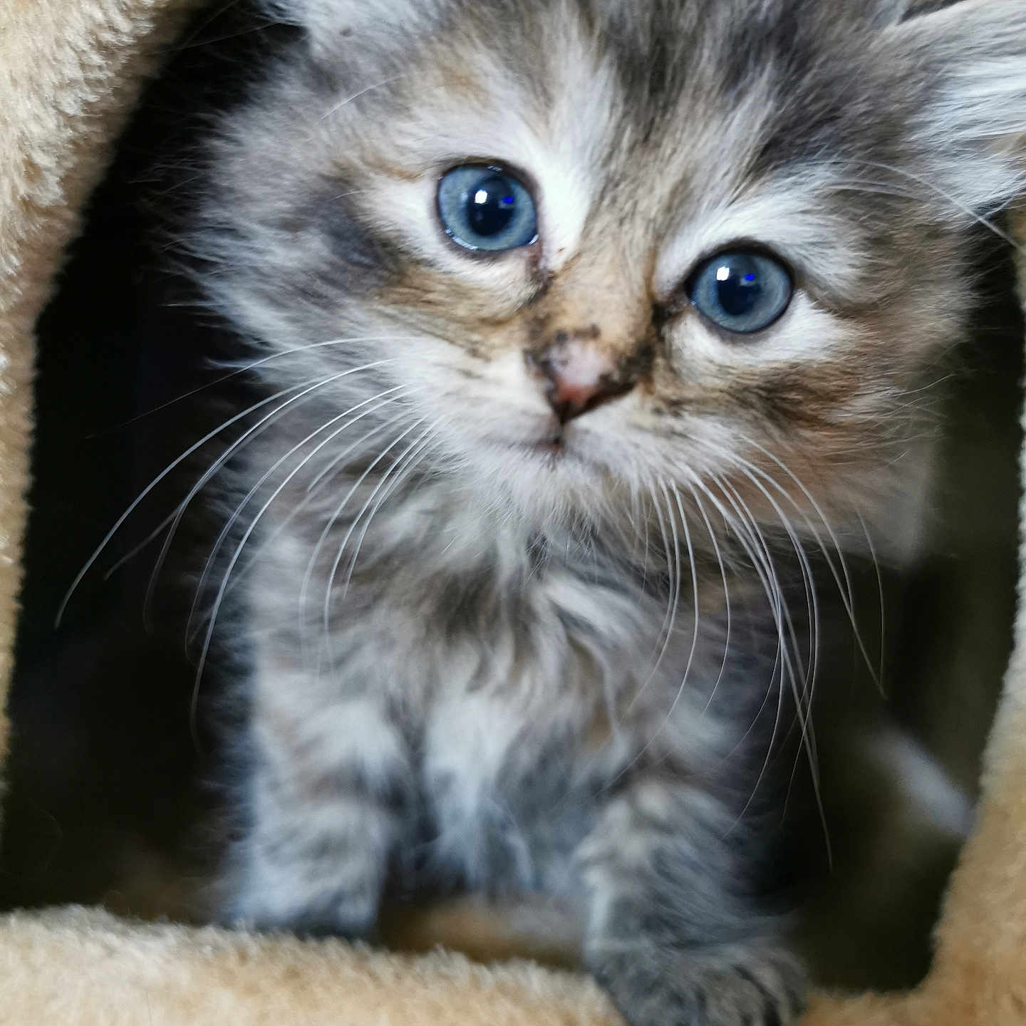 Lucky a rejoint le concours — aidez-le/la à gagner de superbes lots ! abyssinian, animal, cat, kitten, manx, pet, siamese