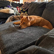 Jesse Humphreys is registered to the contest to win money with this photo: dog, brown_dog, sleeping, lying_down, couch, sofa, blankets, pillow, living_room, indoor, relaxed, resting, pet, animal, canine, floppy_ears, short_hair, cozy, home, daylight