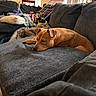 dog, brown_dog, sleeping, lying_down, couch, sofa, blankets, pillow, living_room, indoor, relaxed, resting, pet, animal, canine, floppy_ears, short_hair, cozy, home, daylight