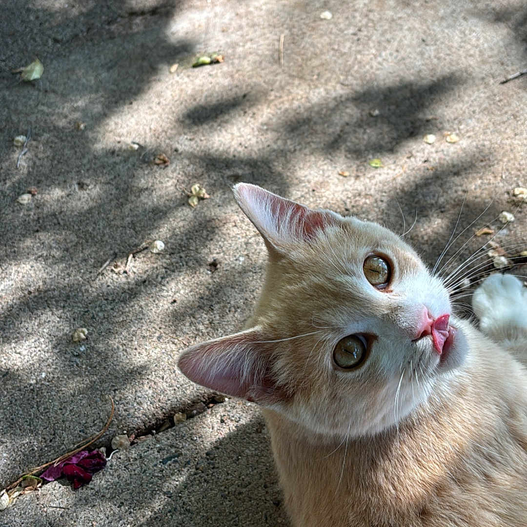 Skeela is registered to the contest to win money with this photo: cat, animal, pet, outdoor, concrete, sunlight, shadow, leaf, beige_cat, white_cat, tongue_out, cute, curious, whiskers, fur, playful, nature, closeup, mammal, daylight