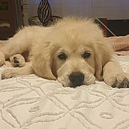 Aston participe au concours pour gagner de l'argent avec cette photo : dog, puppy, golden_retriever, bed, blanket, indoor, sleepy, cute, pet, animal, lying_down, fur, face, window, curtain, cozy, resting, soft_light, home, patterned_bedspread