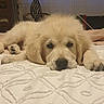 dog, puppy, golden_retriever, bed, blanket, indoor, sleepy, cute, pet, animal, lying_down, fur, face, window, curtain, cozy, resting, soft_light, home, patterned_bedspread