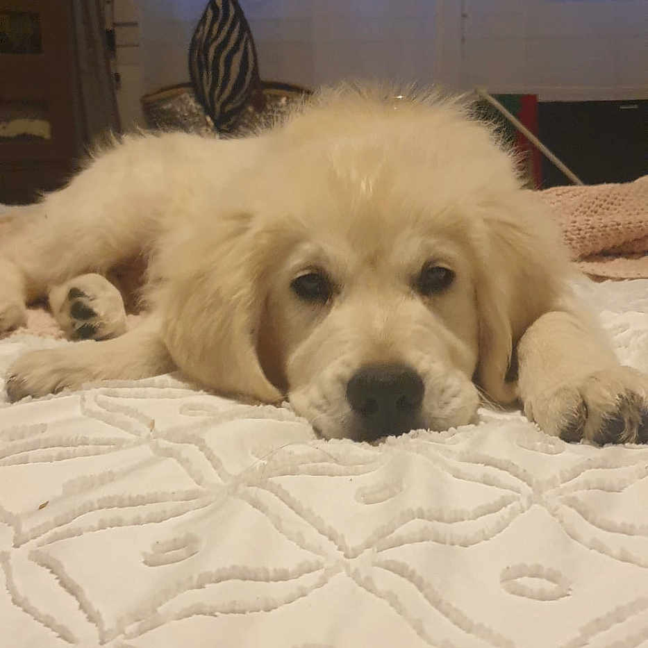 Aston participe au concours pour gagner de l'argent avec cette photo : dog, puppy, golden_retriever, bed, blanket, indoor, sleepy, cute, pet, animal, lying_down, fur, face, window, curtain, cozy, resting, soft_light, home, patterned_bedspread