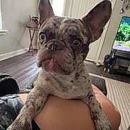 Cash joined the competition — help win amazing prizes! animal, curious, cute, dog, door, ears_up, floor, french_bulldog, furniture, home, indoor, lap, living_room, person, pet, relaxed, spot_pattern, television, window, wood_floor