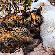 Plume a rejoint le concours — aidez-le/la à gagner de superbes lots ! abyssinian, angora, animal, bench, blanket, cat, chair, couch, cushion, furniture, homedecor, kitten, linen, machine, manx, person, pet, quilt, sleeping, wheel