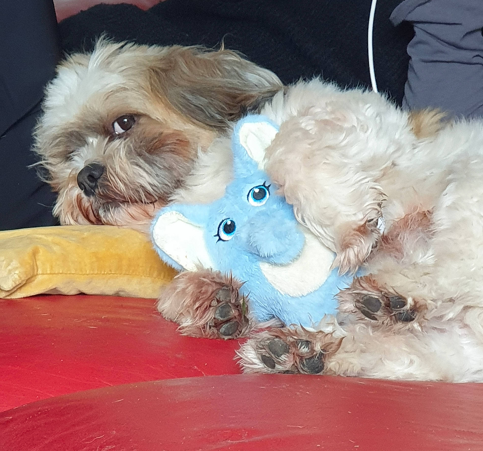 Lipton participe au concours pour gagner de l'argent avec cette photo : canidae, carnivore, companion_dog, dog, dog_breed, dog_clothes, dog_supply, fawn, fur, liver, pet_supply, puppy_love, small_terrier, snout, sporting_group, tail, terrier, toy, toy_dog, working_animal