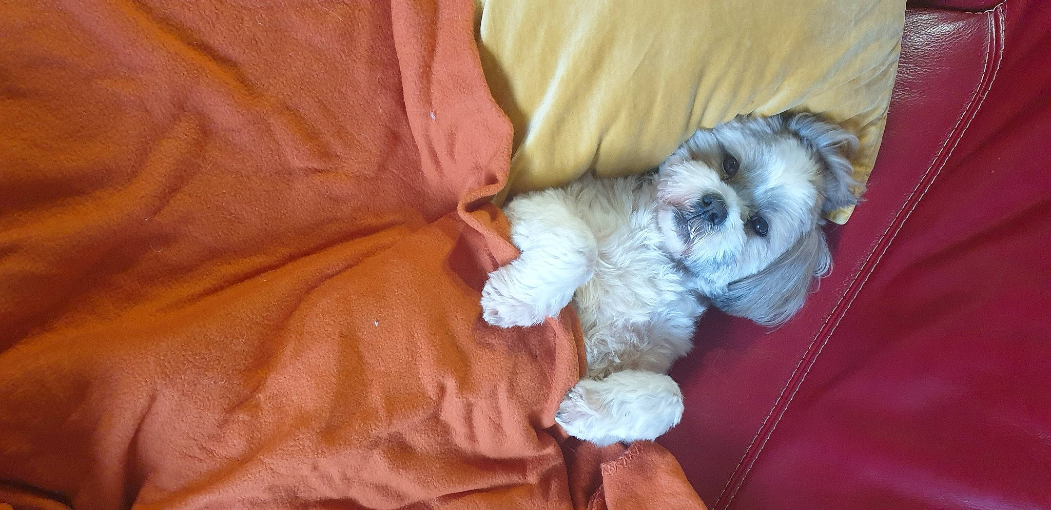 Lipton a rejoint le concours — aidez-le/la à gagner de superbes lots ! canidae, carnivore, comfort, companion_dog, dog, dog_breed, dog_supply, fur, mal_shi, maltepoo, non_sporting_group, poodle_crossbreed, shih_poo, shih_tzu, small_terrier, snout, sporting_group, terrier, toy_dog, working_animal