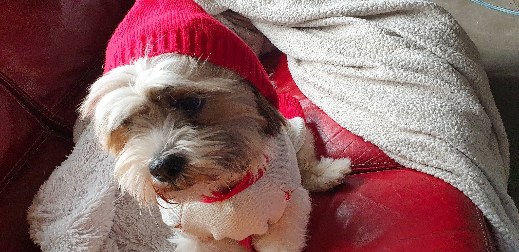 Lipton participe au concours pour gagner de l'argent avec cette photo : canidae, carnivore, collar, companion_dog, costume_hat, dog, dog_breed, dog_clothes, dog_collar, dog_supply, fashion_accessory, fur, hat, shih_tzu, small_terrier, snout, sporting_group, terrier, toy_dog, working_animal