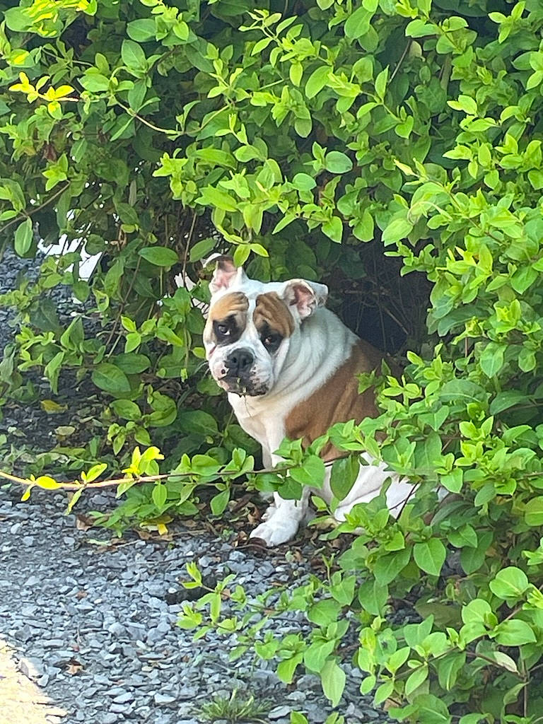 Youtwo a rejoint le concours — aidez-le/la à gagner de superbes lots ! canidae, carnivore, companion_dog, dog, dog_breed, fawn, garden, grass, groundcover, herb, non_sporting_group, plant, shrub, snout, sporting_group, tail, terrestrial_animal, toy_dog, tree, working_animal