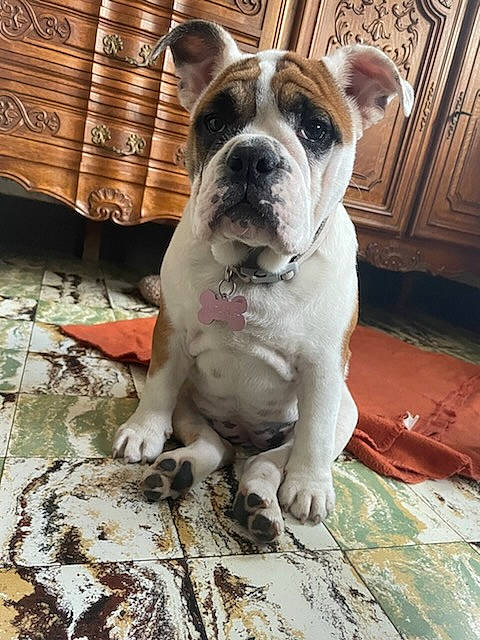 Youtwo participe au concours pour gagner de l'argent avec cette photo : bulldog, cabinetry, canidae, carnivore, companion_dog, dog, dog_breed, dorset_olde_tyme_bulldogge, drawer, fawn, flooring, molosser, non_sporting_group, sporting_group, terrestrial_animal, whiskers, wood, working_animal, working_dog, wrinkle