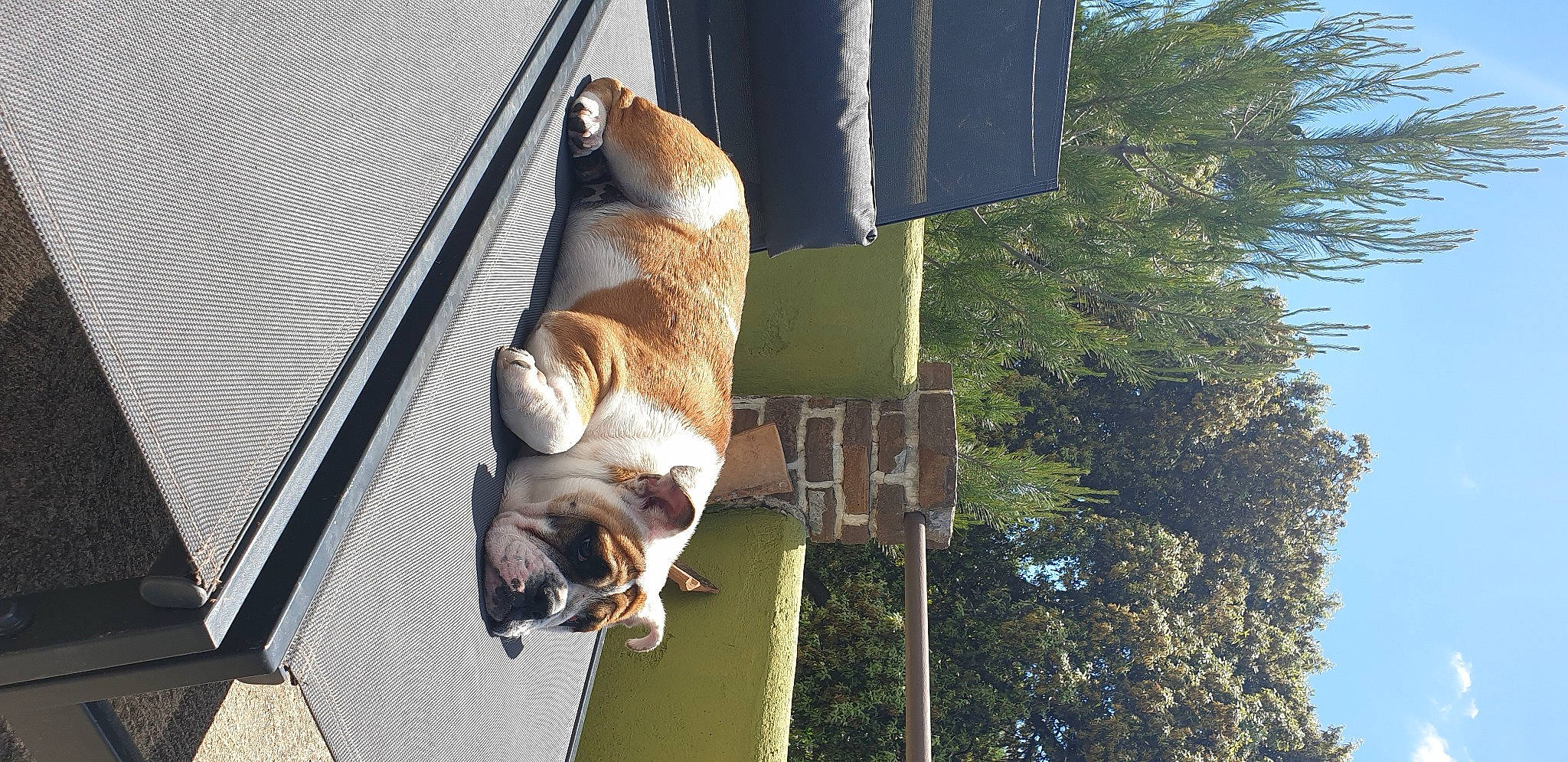 Youtwo a rejoint le concours — aidez-le/la à gagner de superbes lots ! canidae, carnivore, companion_dog, dog, dog_breed, elbow, fawn, pet_supply, pole, recreation, shade, sky, snout, sporting_group, tail, terrestrial_animal, tree, wildlife, wood, working_animal