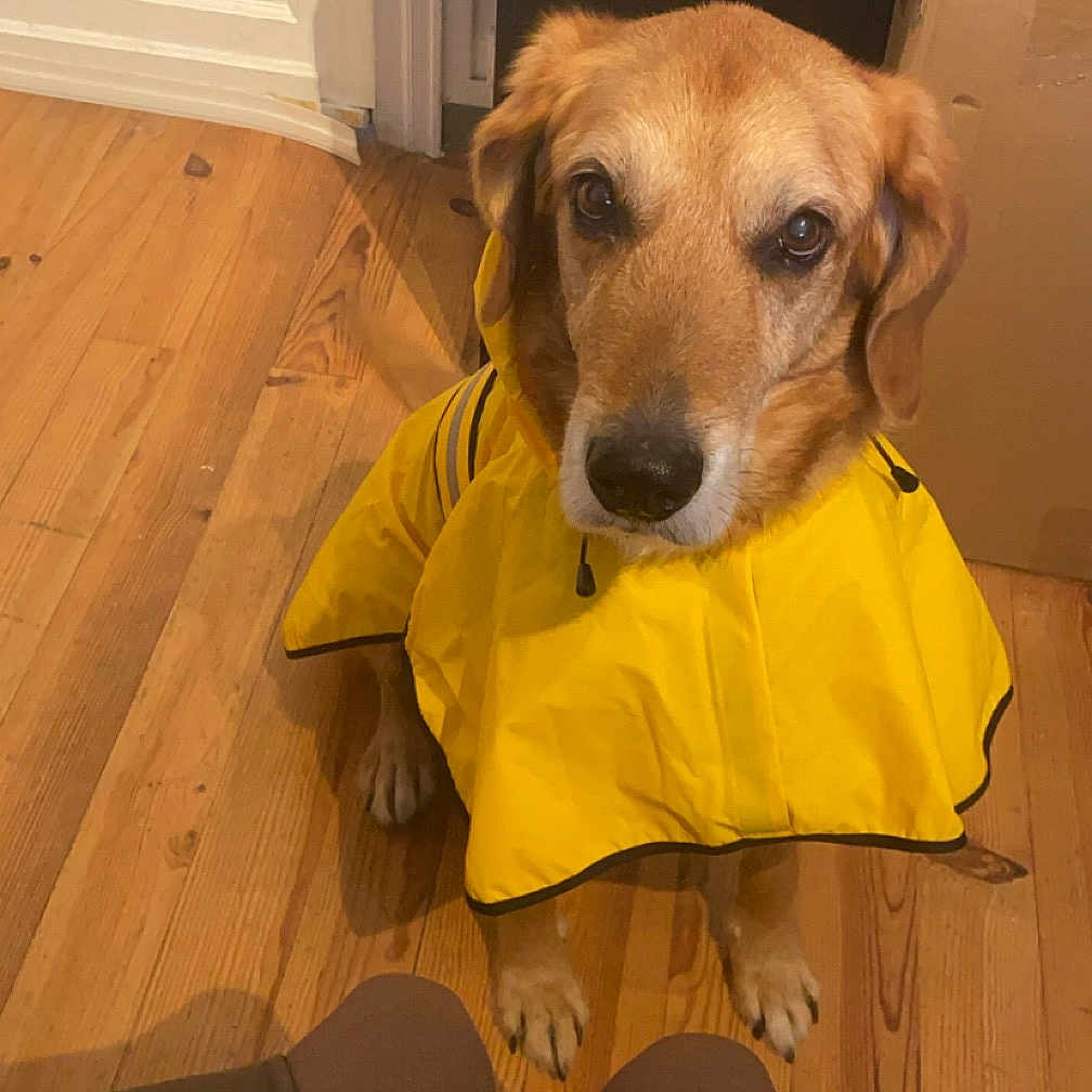Jack participe au concours pour gagner de l'argent avec cette photo : animal, brown_dog, canine, cardboard_box, casual, companion, cute, dog, domestic, floorboards, household, indoor, looking_up, obedient, pet, portrait, rainwear, waiting, wooden_floor, yellow_raincoat