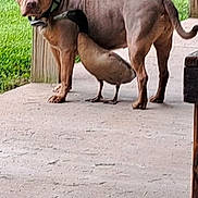 Annabella is registered to the contest to win money with this photo: dog, duck, porch, outdoor, grass, wooden_post, animal_duo, nature, pet, bird, canine, waterfowl, greenery, side_view, quiet, companion, curious, standing, daytime, peaceful
