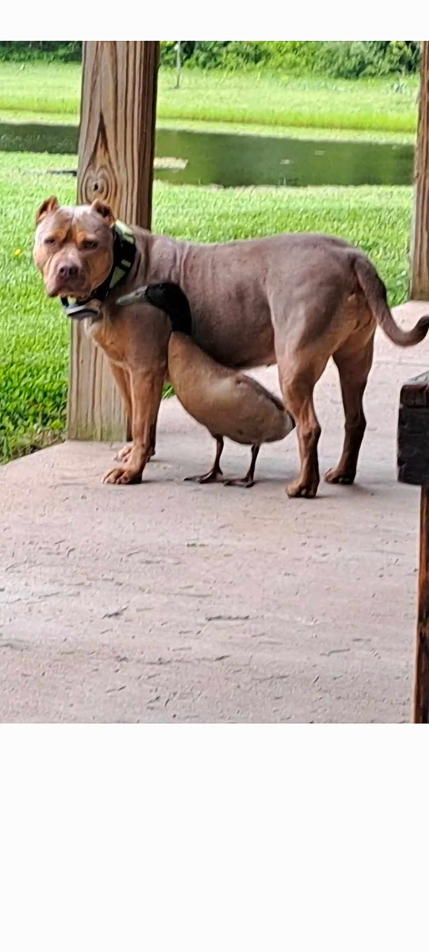 Annabella is registered to the contest to win money with this photo: dog, duck, porch, outdoor, grass, wooden_post, animal_duo, nature, pet, bird, canine, waterfowl, greenery, side_view, quiet, companion, curious, standing, daytime, peaceful