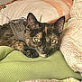 animal, blanket, cat, closeup, comfort, cozy, cushion, ears, feline, fur, harness, indoor, pet, relaxed, resting, soft, texture, tortoiseshell, whiskers, yellow_eyes