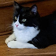 Zoro participe au concours pour gagner de l'argent avec cette photo : cat, black_and_white, animal, pet, feline, wooden_steps, indoor, resting, whiskers, pink_nose, fur, cute, domestic_animal, laying_down, side_view, alert, eyes, paws, quiet, calm