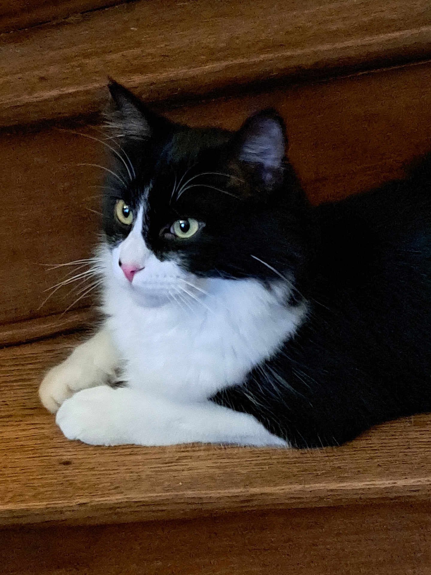 Zoro participe au concours pour gagner de l'argent avec cette photo : cat, black_and_white, animal, pet, feline, wooden_steps, indoor, resting, whiskers, pink_nose, fur, cute, domestic_animal, laying_down, side_view, alert, eyes, paws, quiet, calm