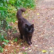 Diesel a rejoint le concours — aidez-le/la à gagner de superbes lots ! animal, autumn, black_cat, cat, curious, daylight, feline, fur, garden, gate, greenery, ground, leaves, nature, outdoor, path, pet, plants, tail_up, walking