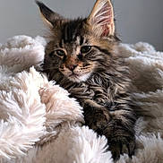 Arni-K participe au concours pour gagner de l'argent avec cette photo : kitten, cat, tabby, fluffy, fur, pet, animal, cozy, blanket, soft, cute, relaxed, indoor, portrait, whiskers, ears, paws, sleepy, comfort, feline