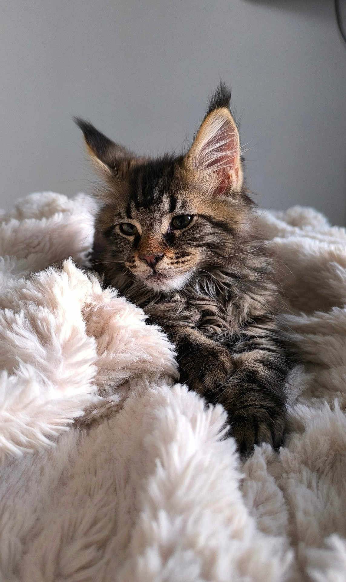 Arni-K participe au concours pour gagner de l'argent avec cette photo : kitten, cat, tabby, fluffy, fur, pet, animal, cozy, blanket, soft, cute, relaxed, indoor, portrait, whiskers, ears, paws, sleepy, comfort, feline