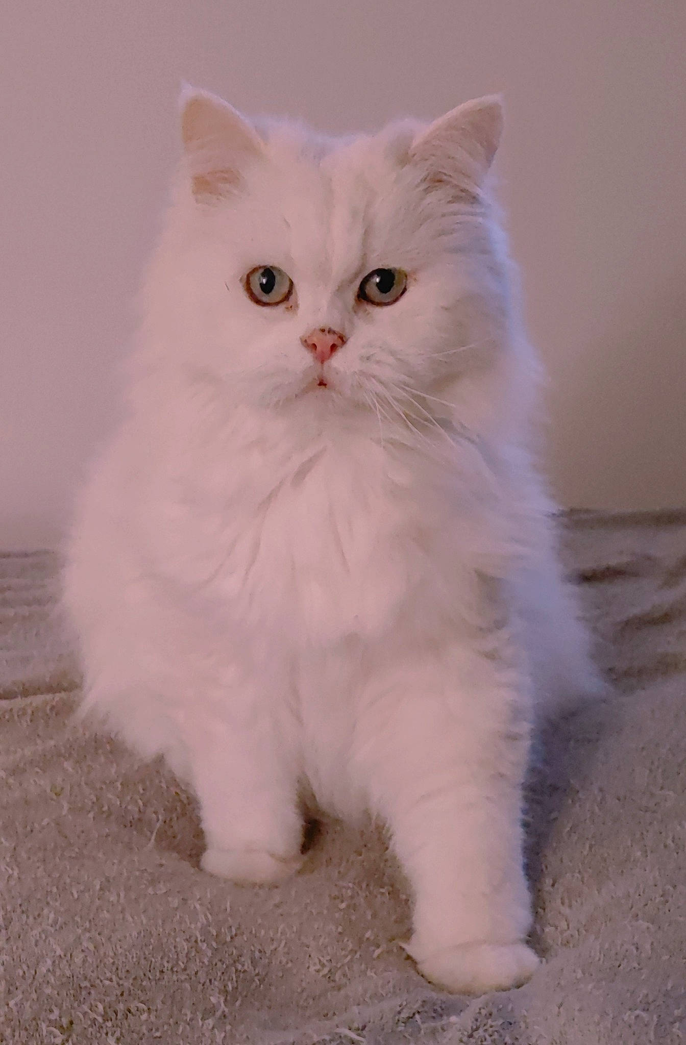 Bébé participe au concours pour gagner de l'argent avec cette photo : british_longhair, carnivore, cat, fawn, felidae, fur, iris, paw, small_to_medium_sized_cats, snout, tail, terrestrial_animal, whiskers